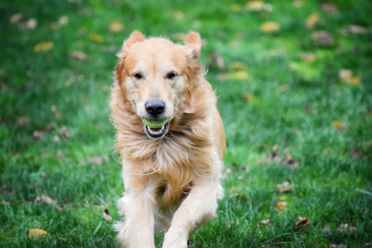 PORTRAIT OF DOG