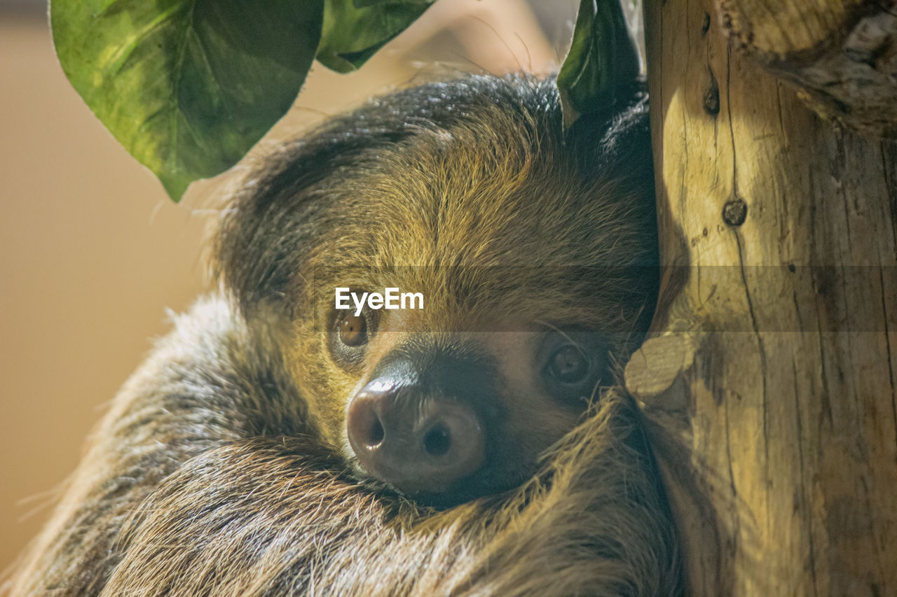 Sloth looking at you