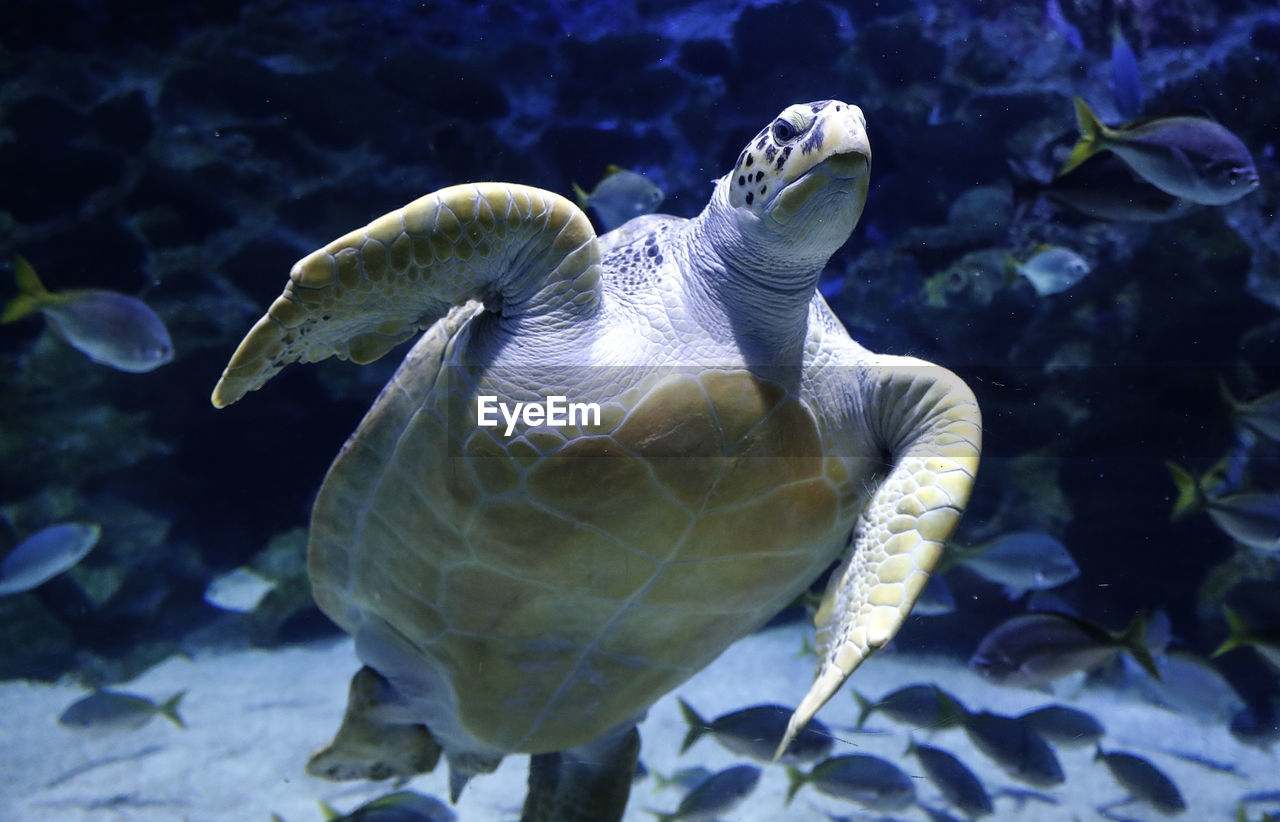 A sea turtle swims in an indoor aquarium.