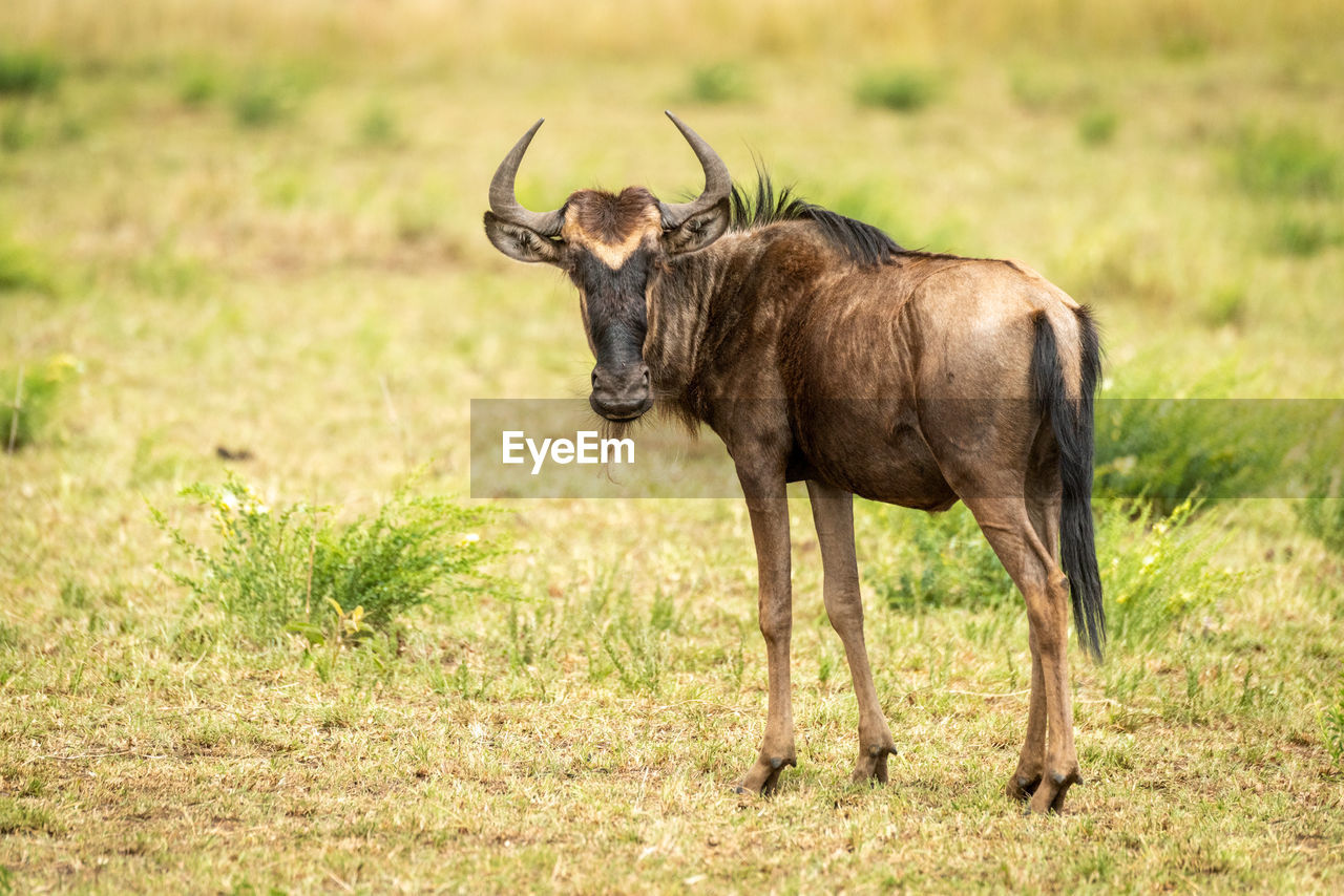 Wildebeest standing on landscape