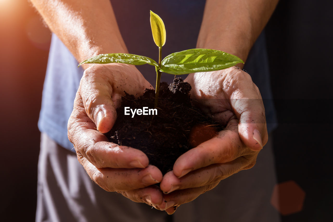 Close-up of man holding sapling