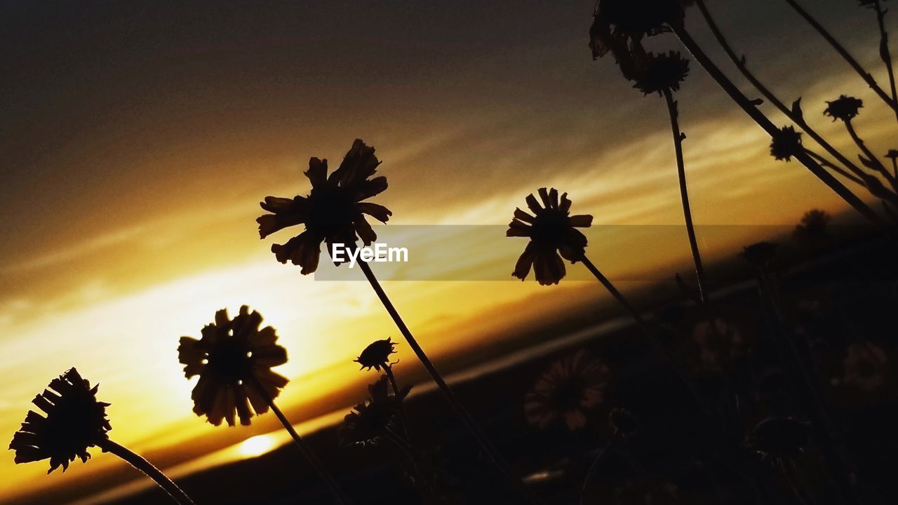 LOW ANGLE VIEW OF FLOWERING PLANTS AGAINST SUNSET SKY