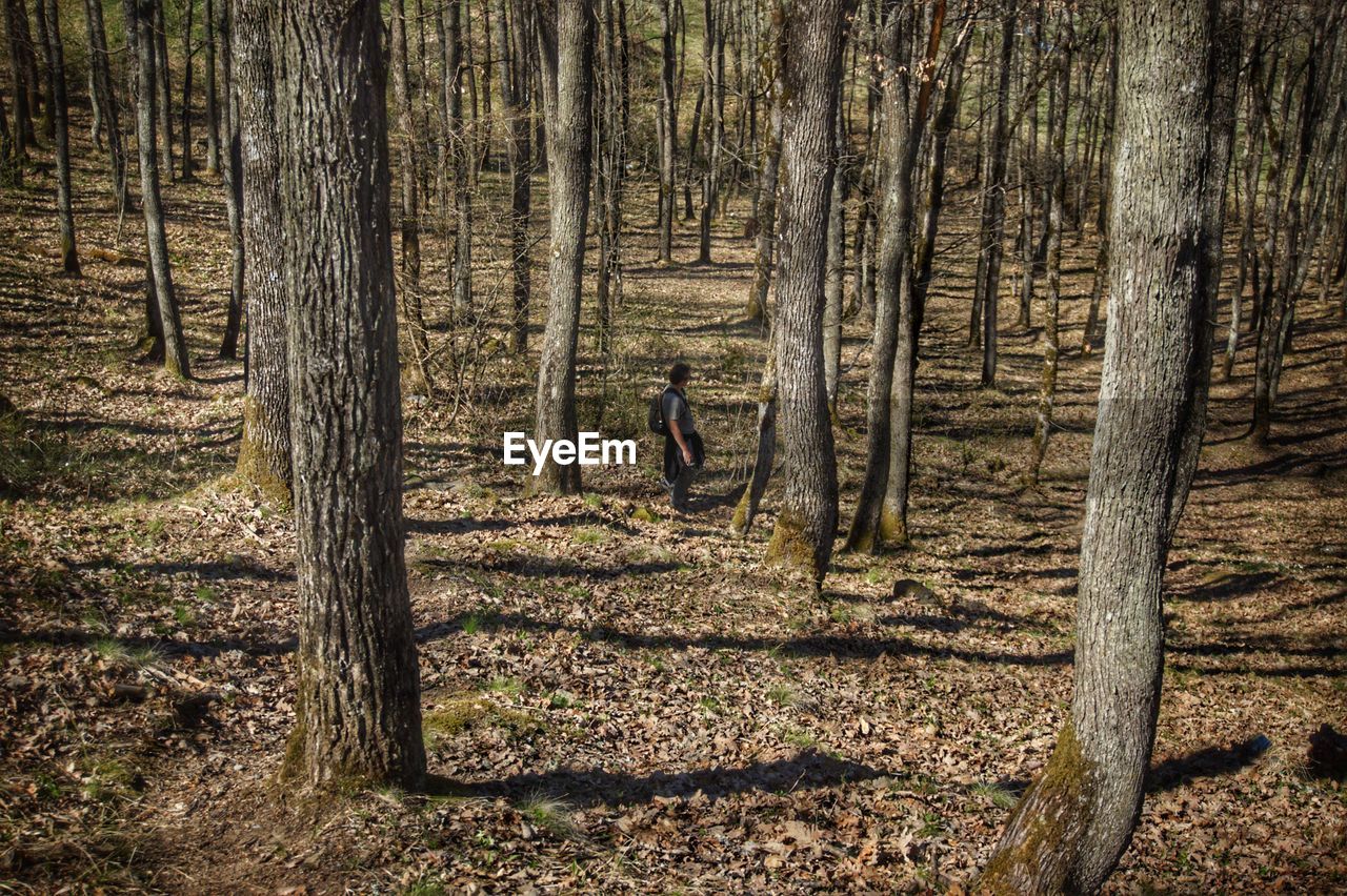 Man walking by trees in forest