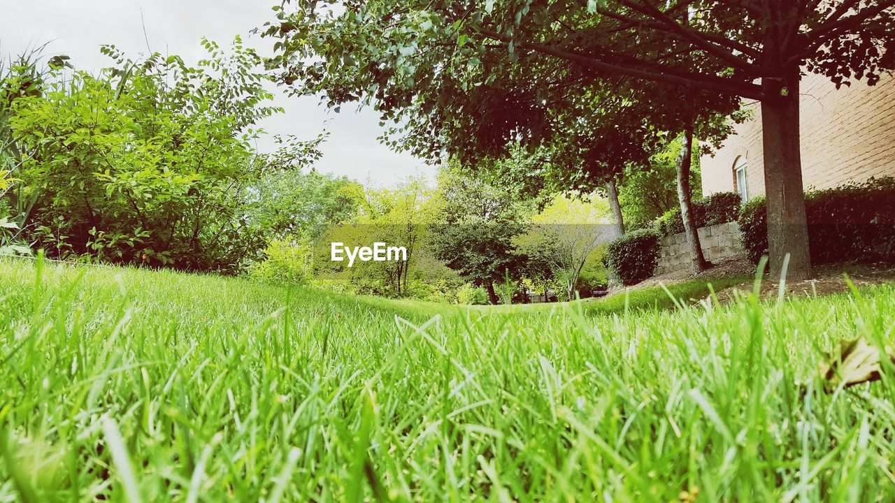 Plants growing on field against sky