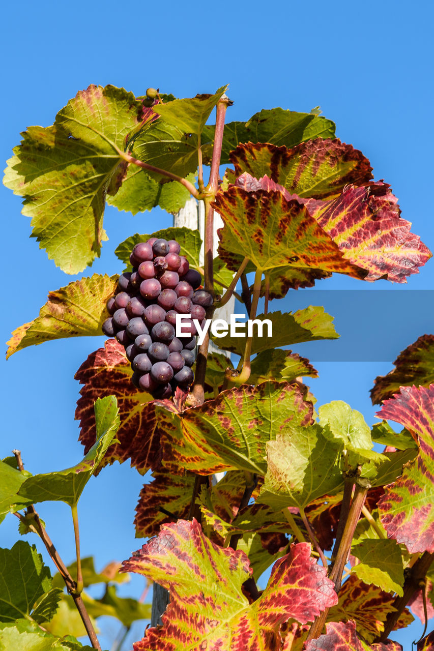 Low angle view of grapes on tree against clear blue sky