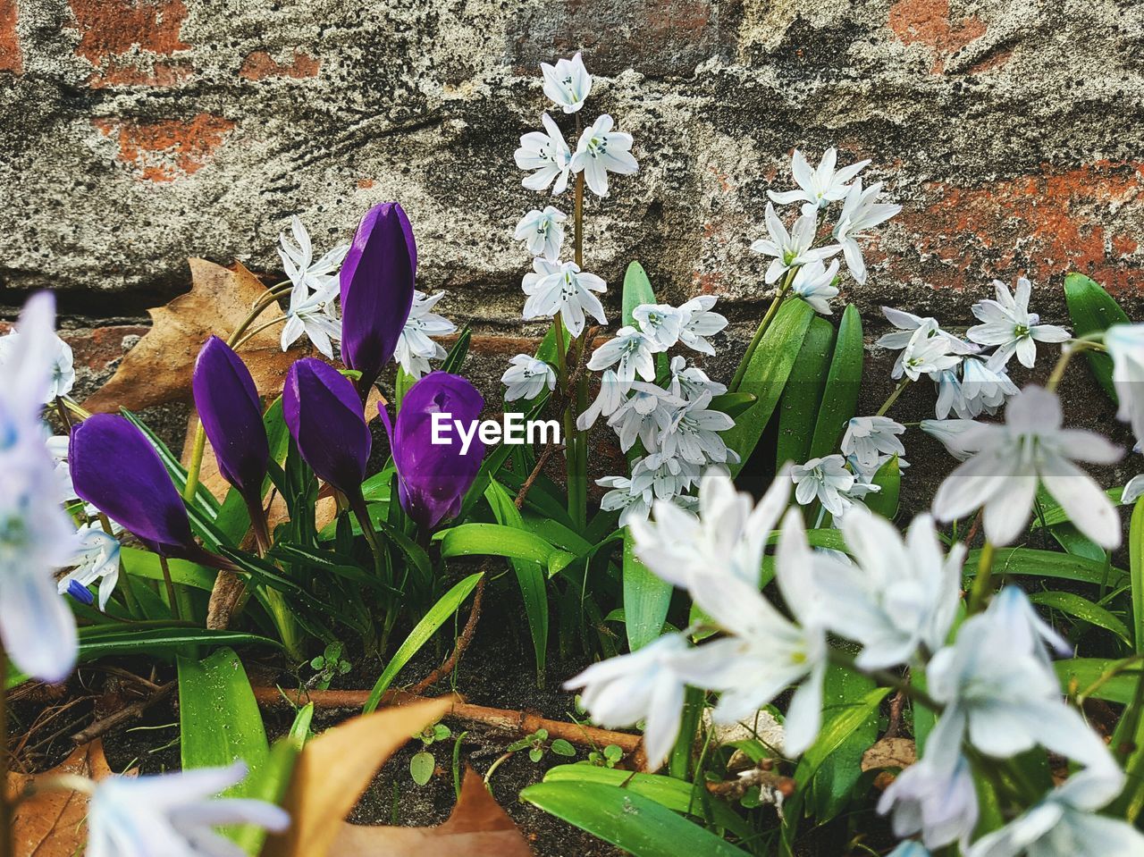 CLOSE-UP OF FLOWERS BLOOMING OUTDOORS