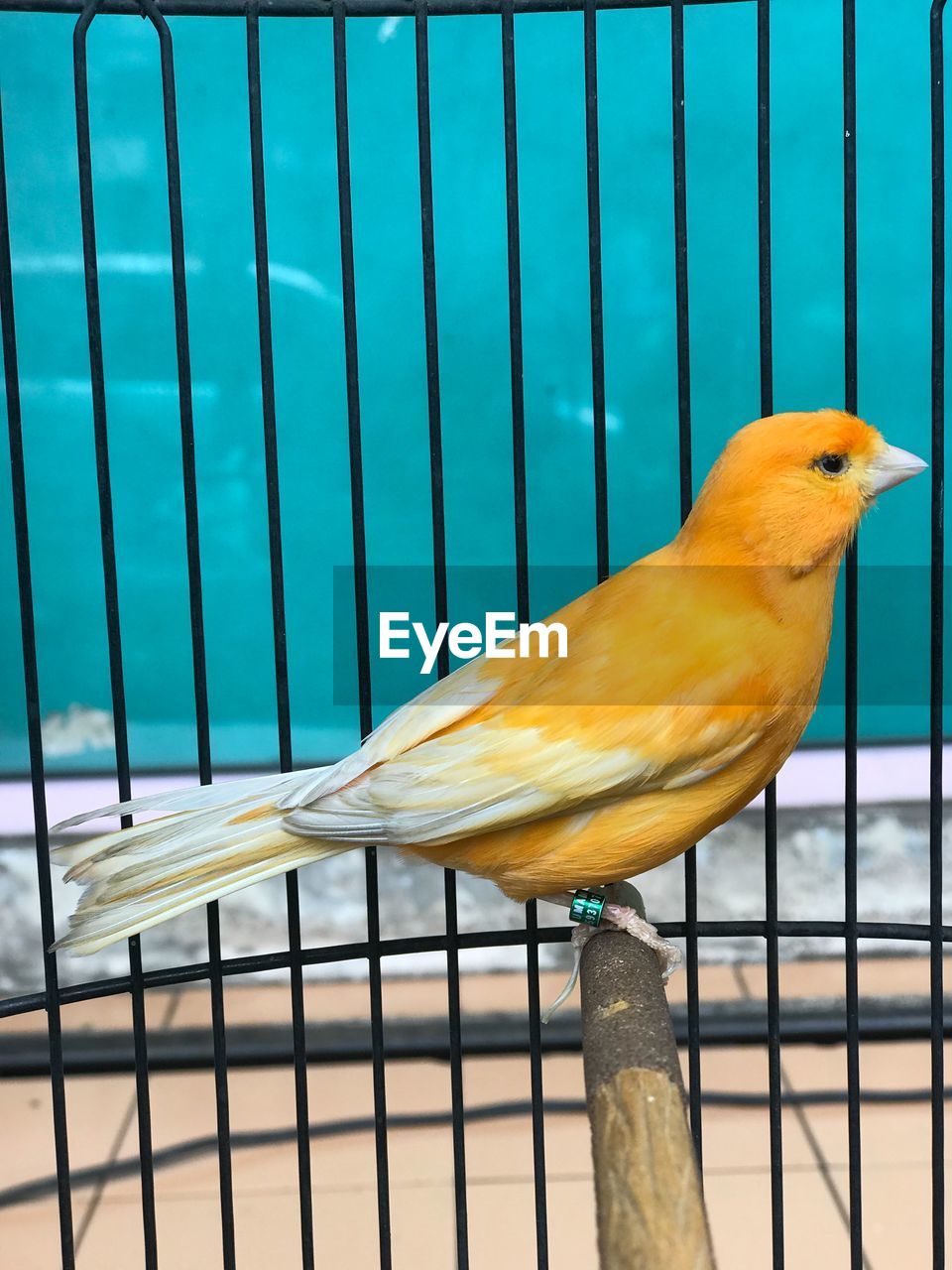 CLOSE-UP OF BIRD PERCHING ON METAL FENCE