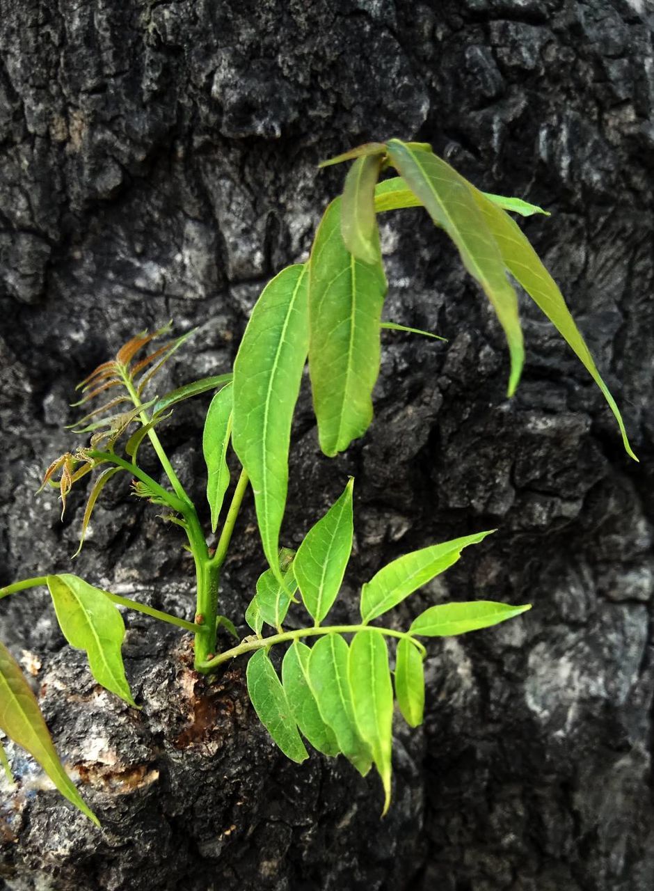 Close-up of plant growing on tree trunk