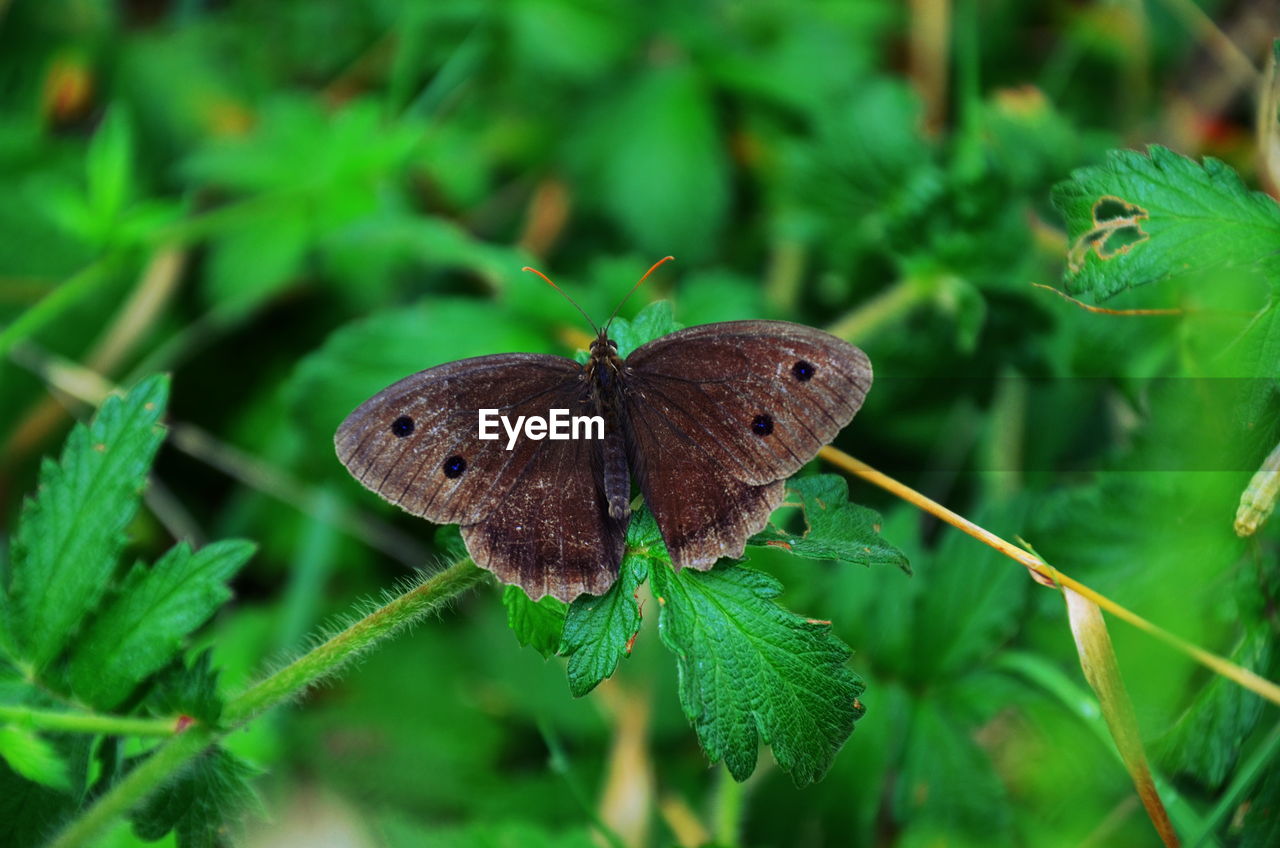 Close-up of moth on plant