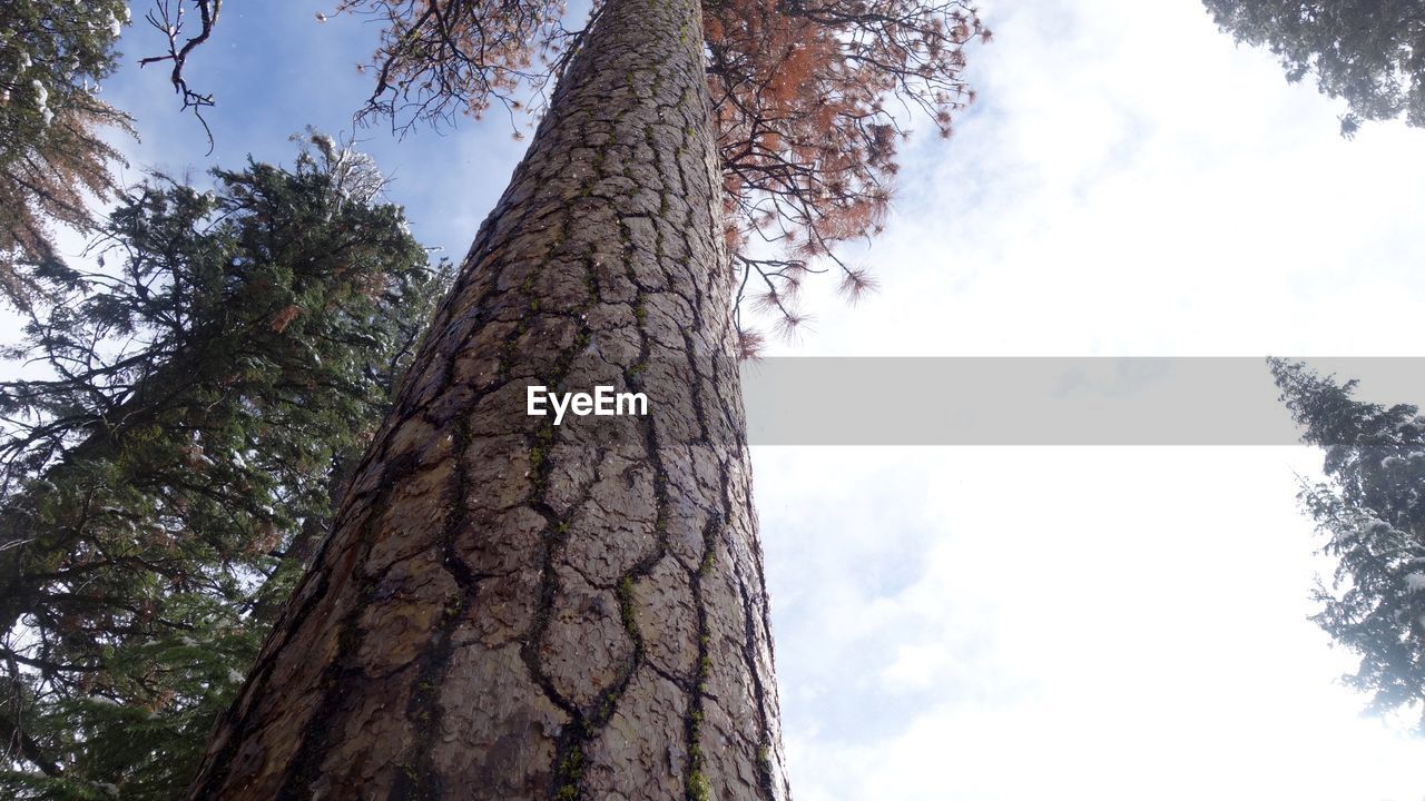 LOW ANGLE VIEW OF FRESH TREE AGAINST SKY