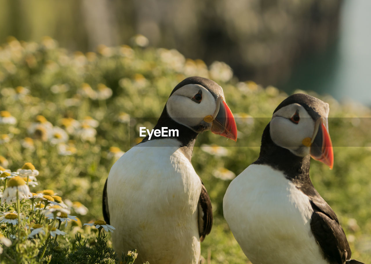 Close-up of two birds on land