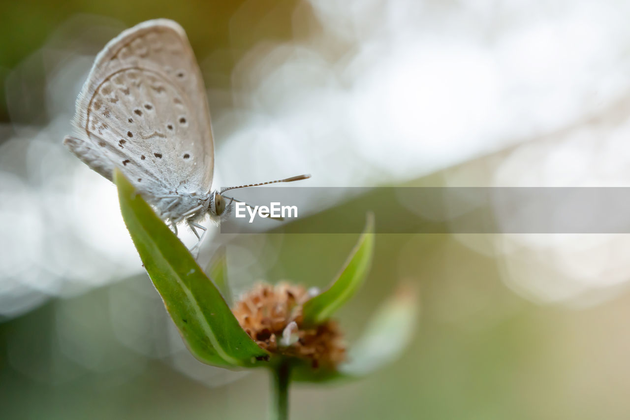 Close-up of butterfly pollinating flower