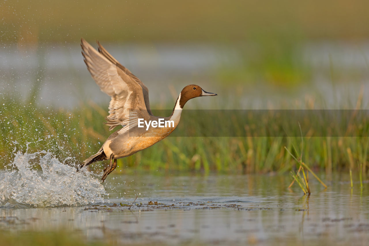 BIRD FLYING ABOVE LAKE