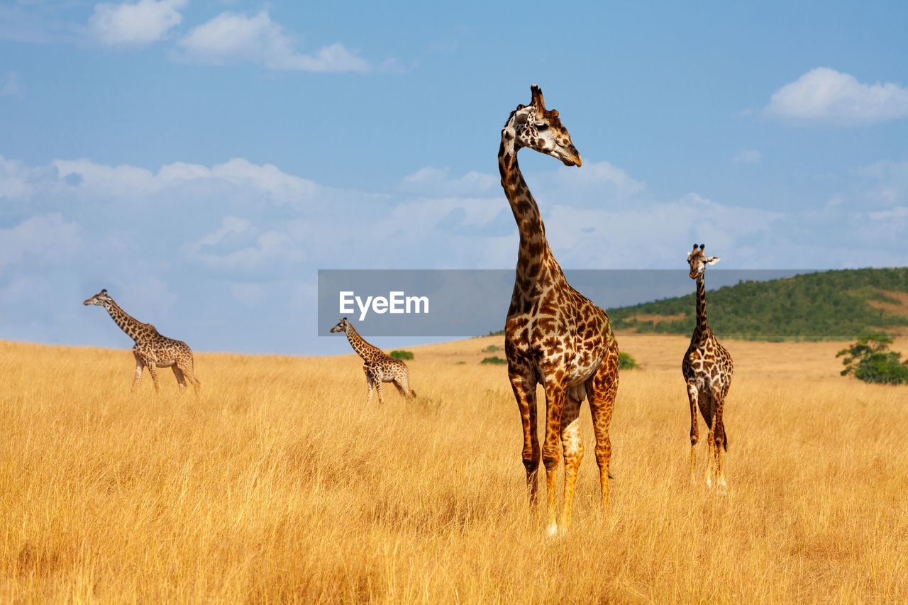 VIEW OF ZEBRAS ON FIELD
