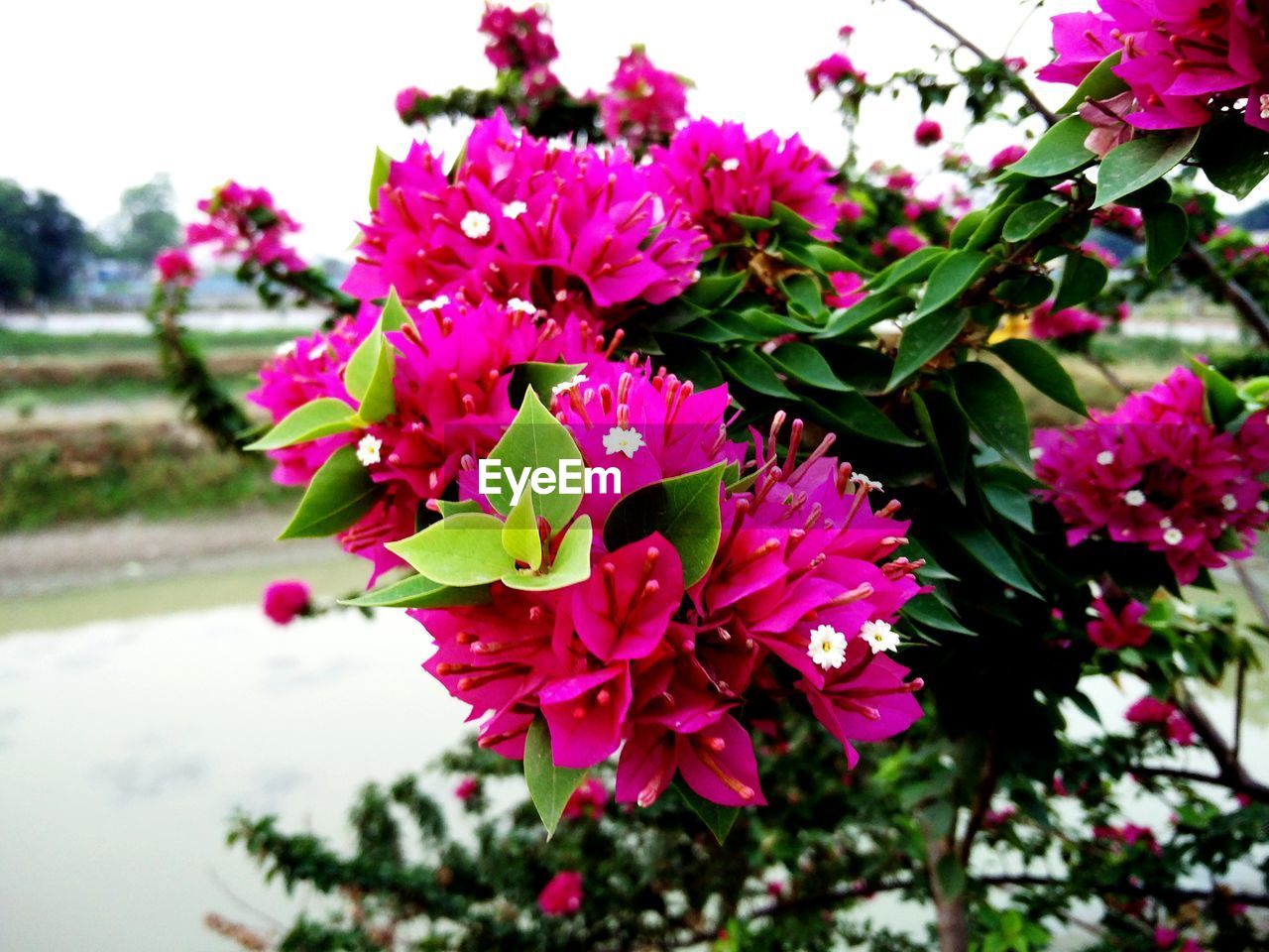 CLOSE-UP OF PINK FLOWER BLOOMING OUTDOORS