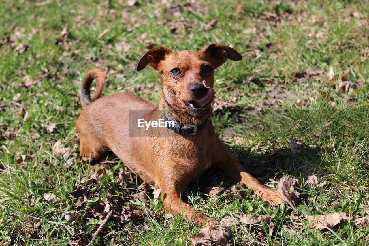 dog, animal themes, animal, mammal, one animal, pet, domestic animals, canine, grass, portrait, looking at camera, plant, nature, no people, brown, terrier, day, field, puppy, land, sunlight, patterdale terrier, outdoors, relaxation, carnivore