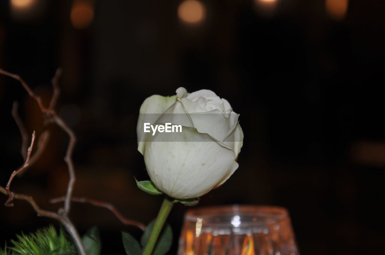 flower, flowering plant, plant, freshness, beauty in nature, close-up, nature, yellow, macro photography, rose, petal, no people, night, fragility, focus on foreground, food and drink, flower head, inflorescence, indoors, garden roses, vase, floristry, still life photography, food, floral design, white