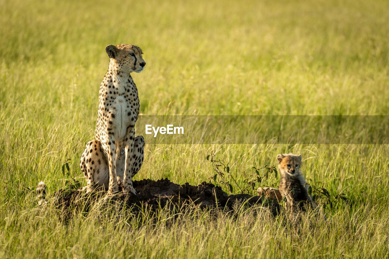 Cheetah with cub on grass