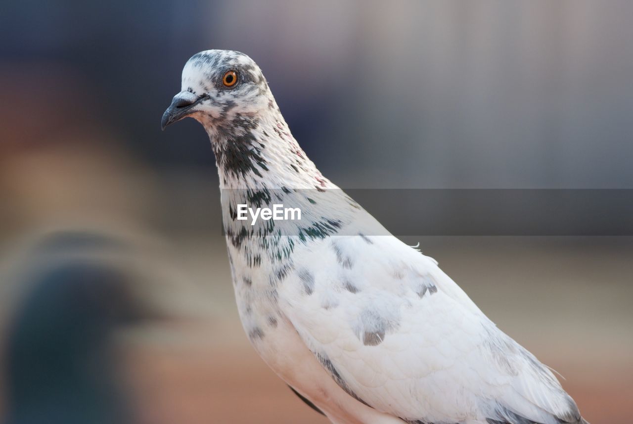 CLOSE-UP OF EAGLE PERCHING ON OUTDOORS