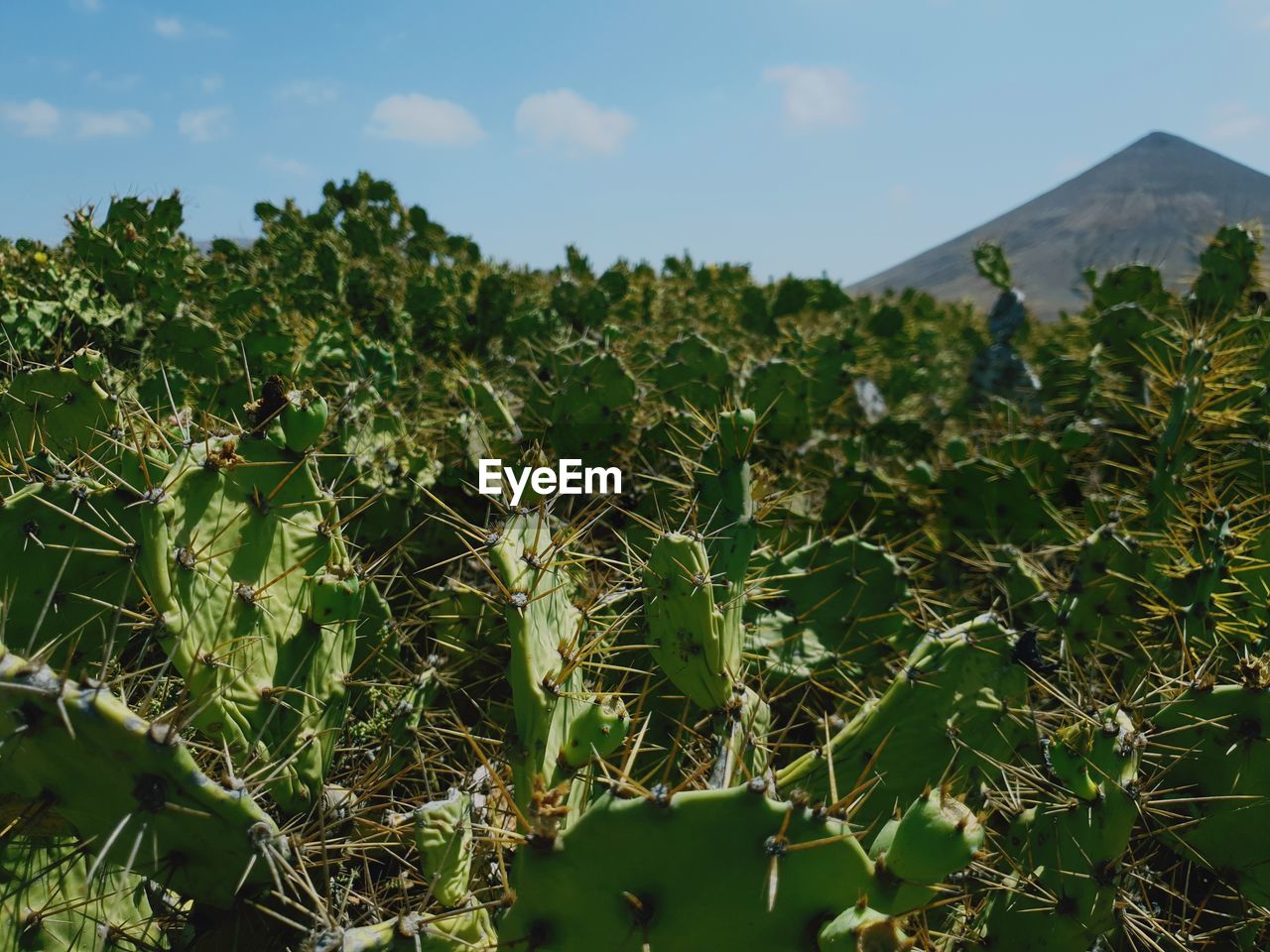 CLOSE-UP OF PLANTS GROWING ON LAND