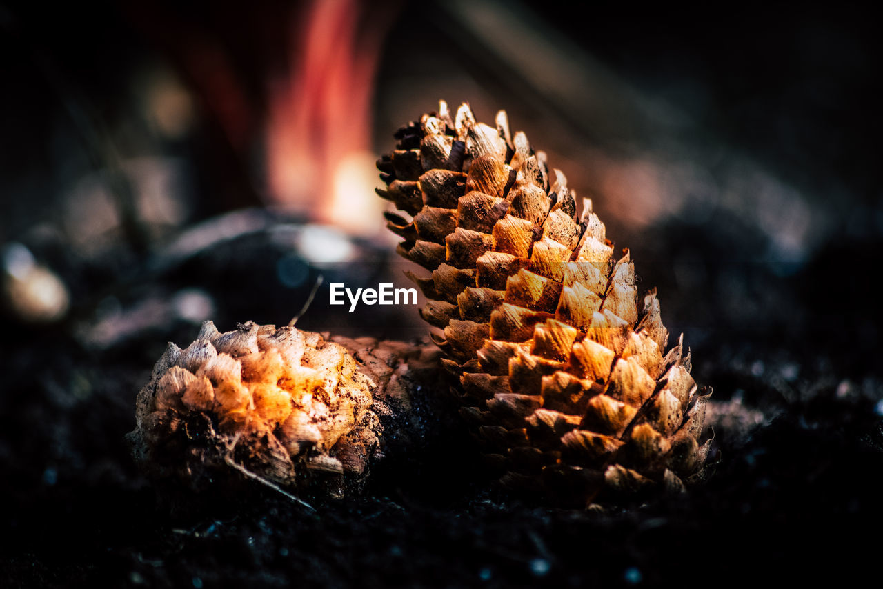 CLOSE-UP OF PINE CONES ON PLANT