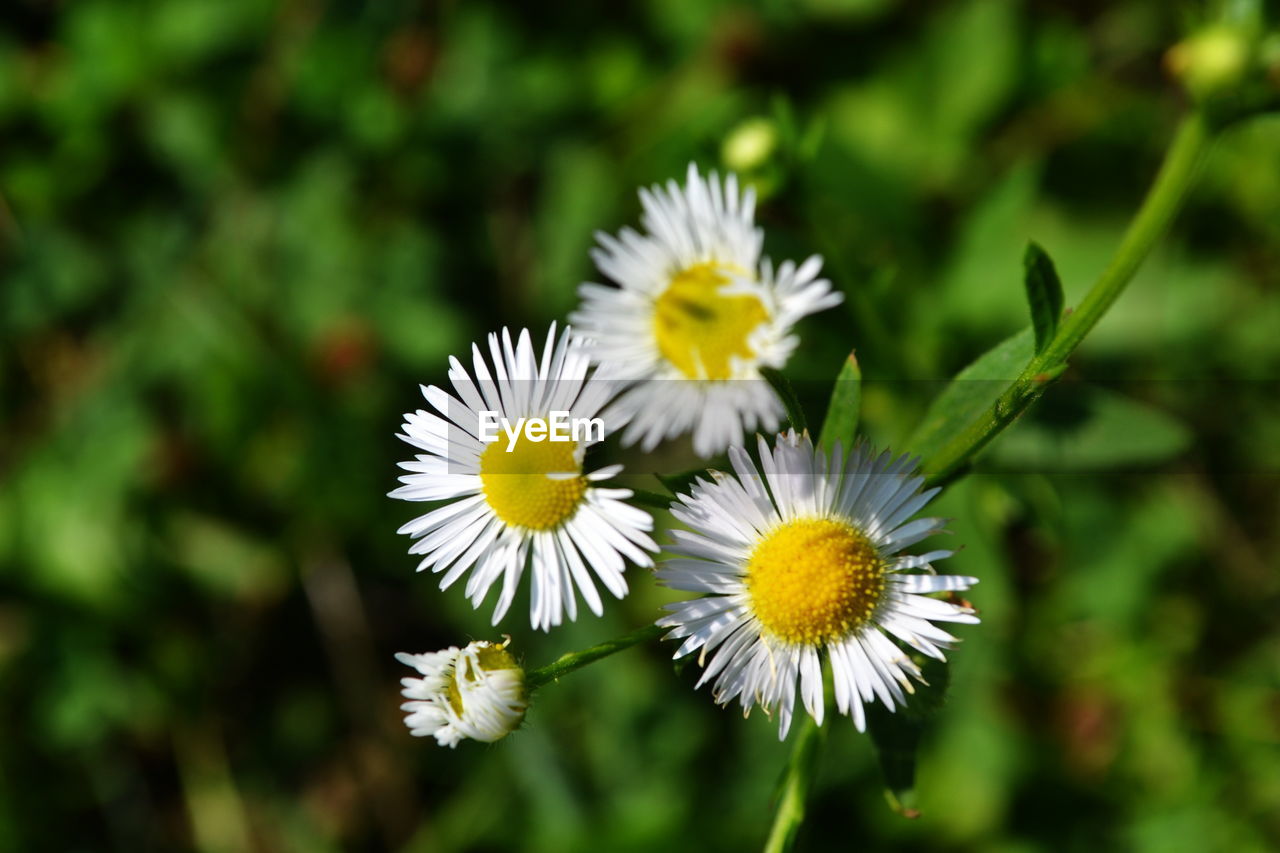 CLOSE-UP OF WHITE DAISY FLOWER