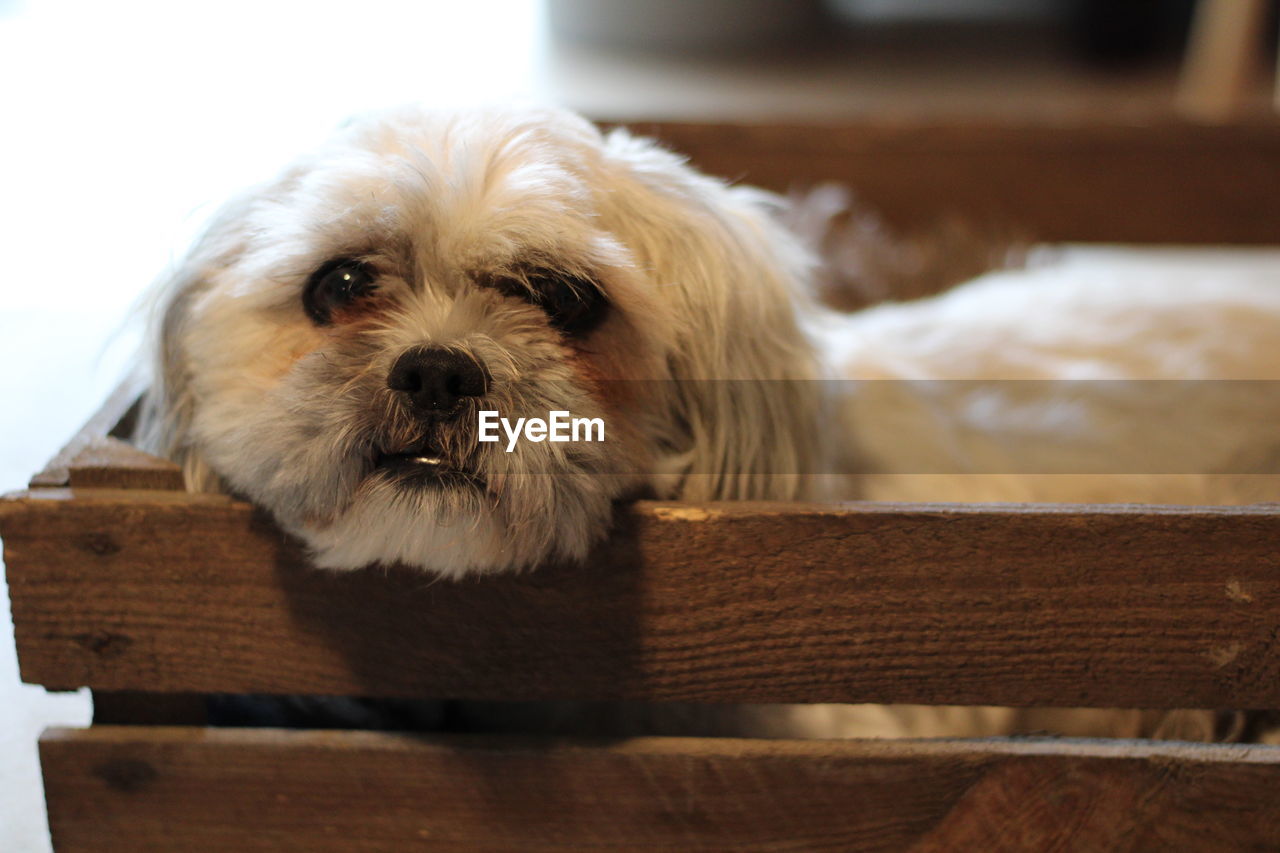 Close-up portrait of dog