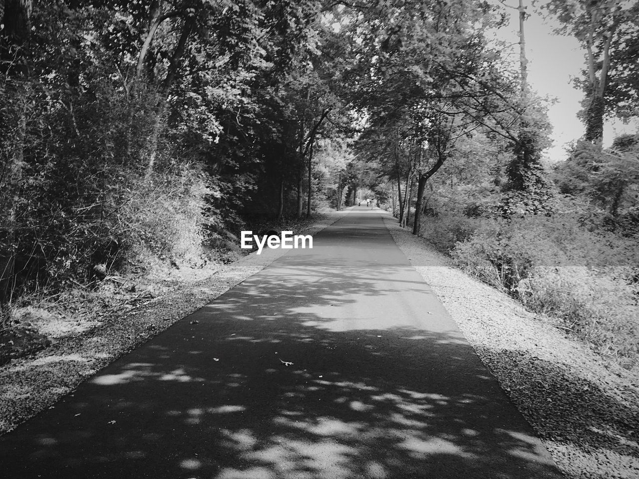 Empty road along trees