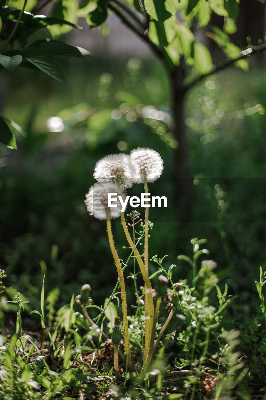 plant, flower, green, flowering plant, nature, beauty in nature, growth, freshness, tree, fragility, no people, land, leaf, forest, close-up, vegetable, environment, outdoors, focus on foreground, woodland, food, wildflower, white, day, summer, botany, plant part, flower head, fungus, angelica