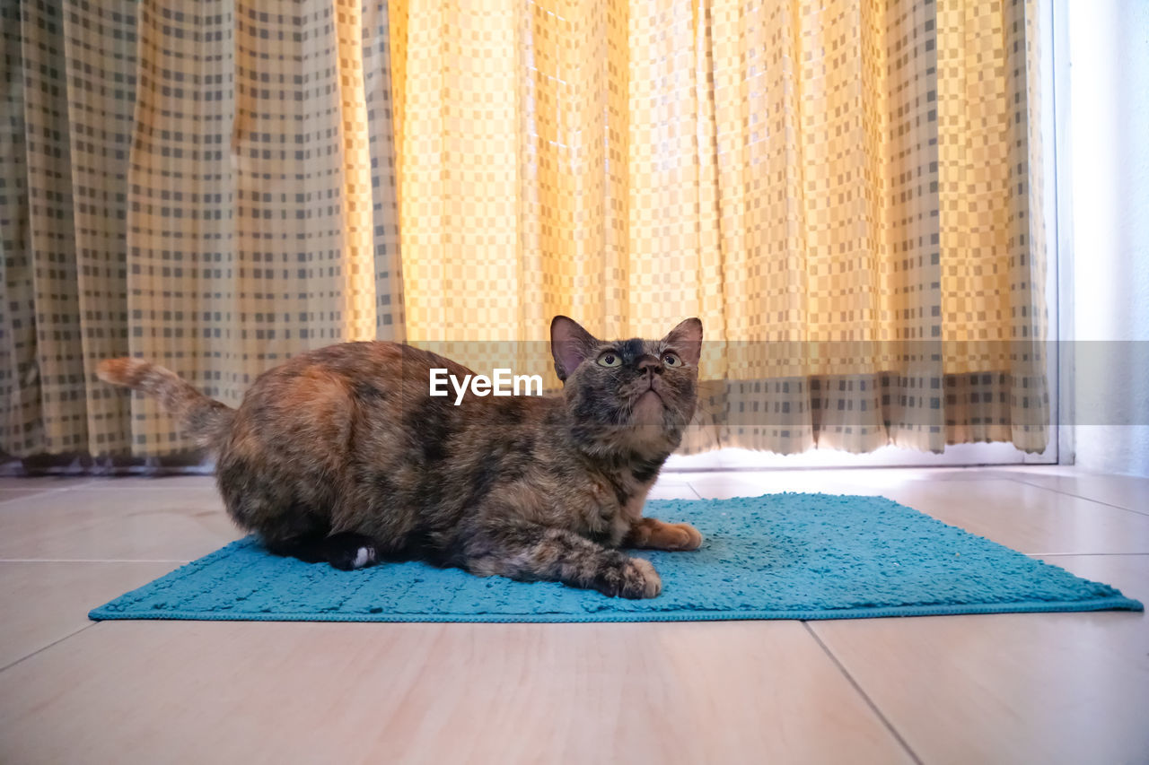 PORTRAIT OF CAT SITTING ON FLOOR