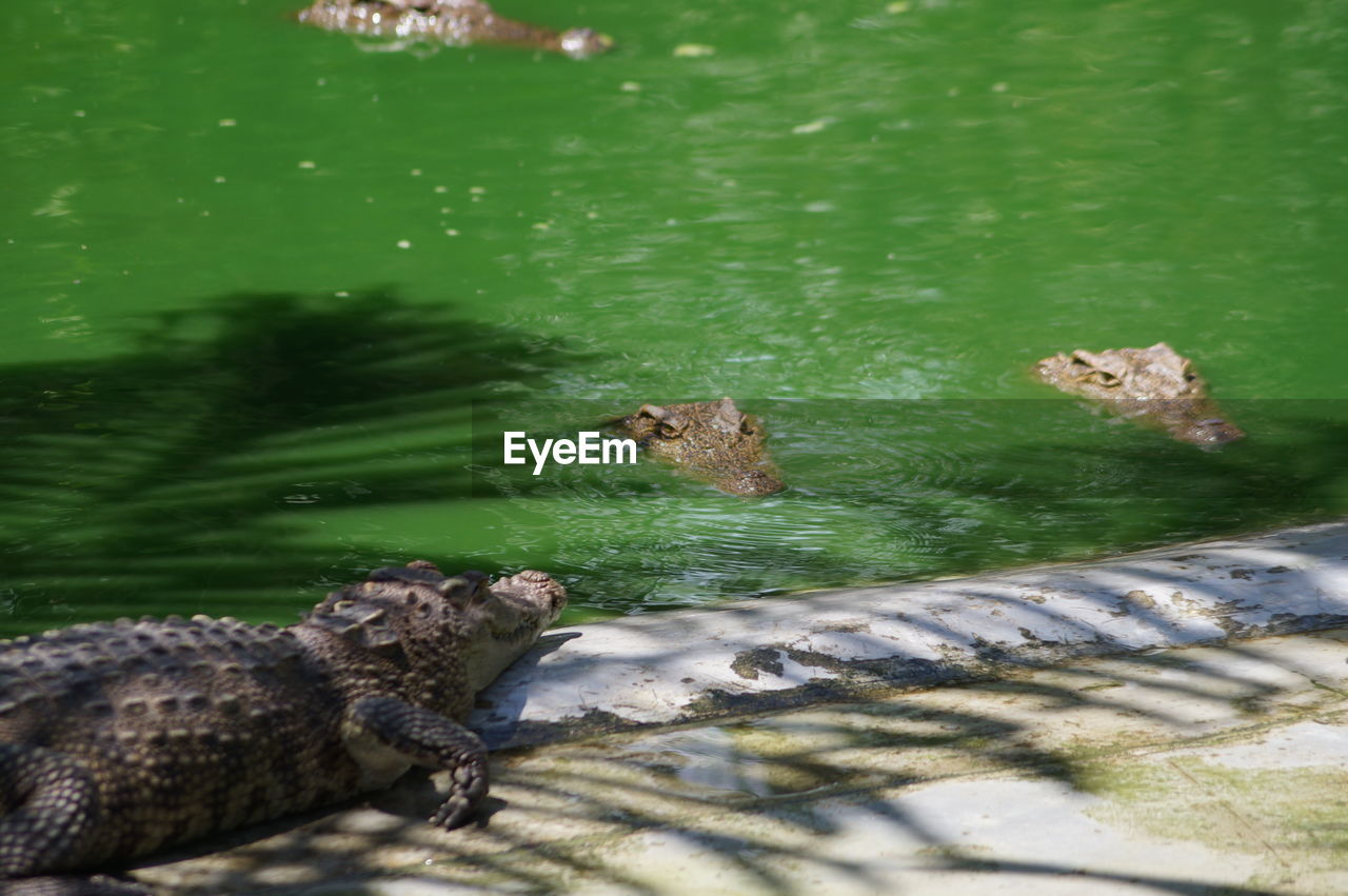 HIGH ANGLE VIEW OF DUCK IN LAKE