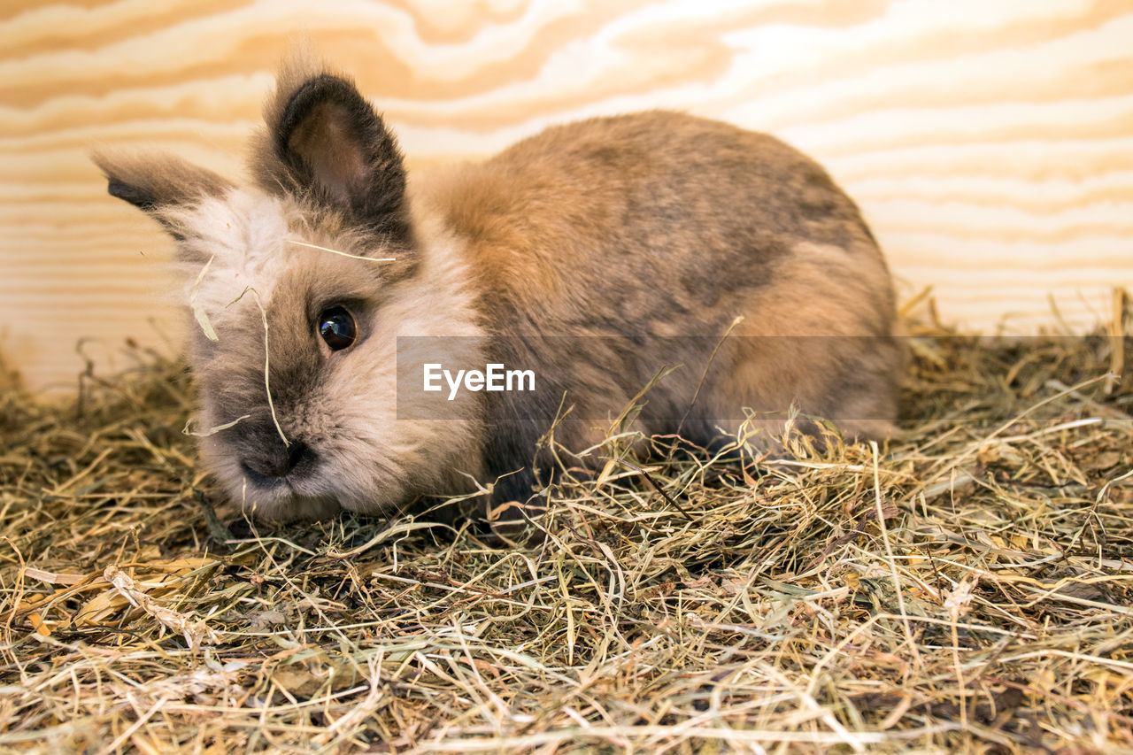 Close-up portrait of a rabbit