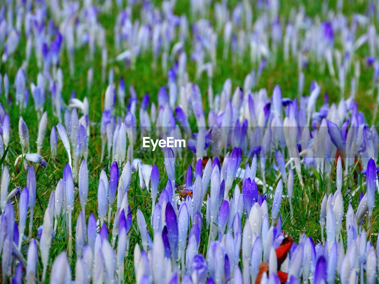 Close-up of purple flowers growing in field