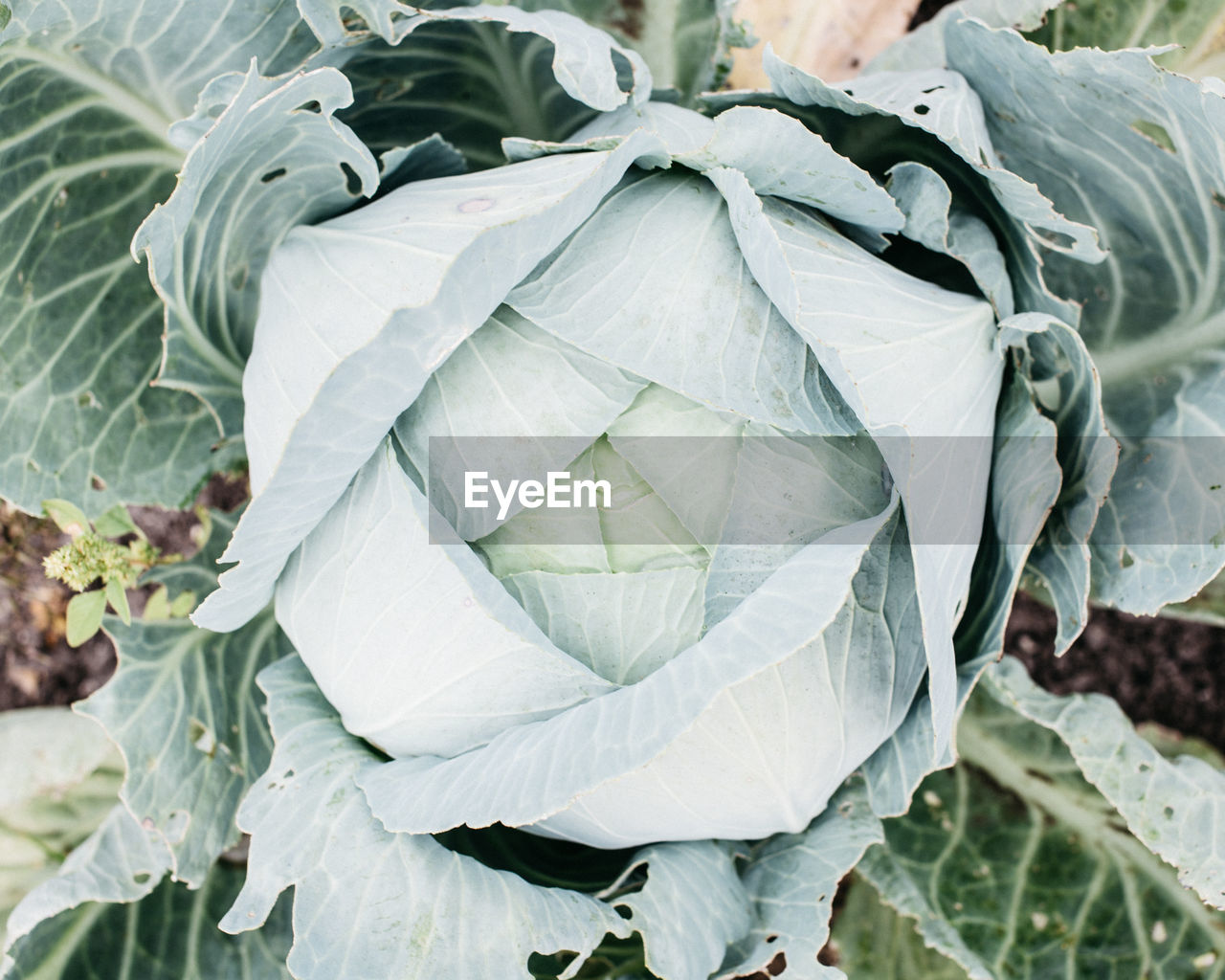 Top view cabbage head in the garden with green leaves, harvest season