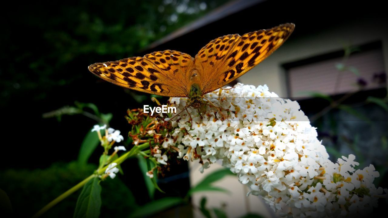 Close-up of butterfly pollinating on white flowers