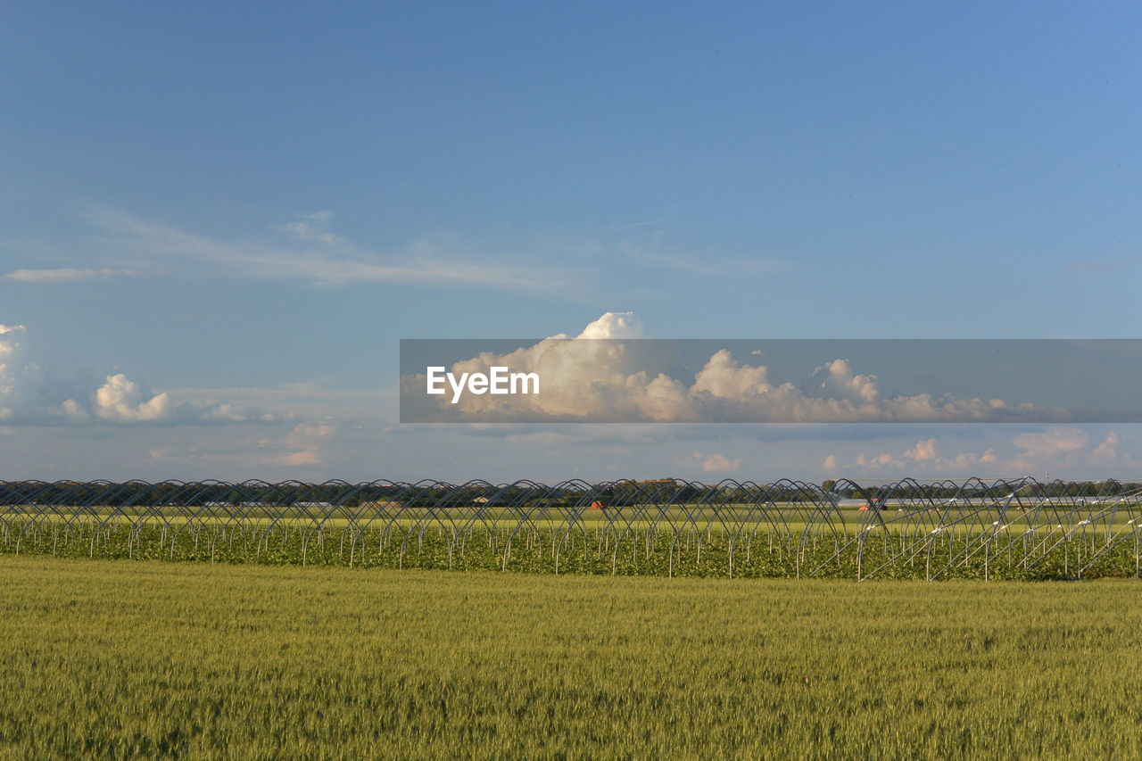 Scenic view of agricultural field against sky