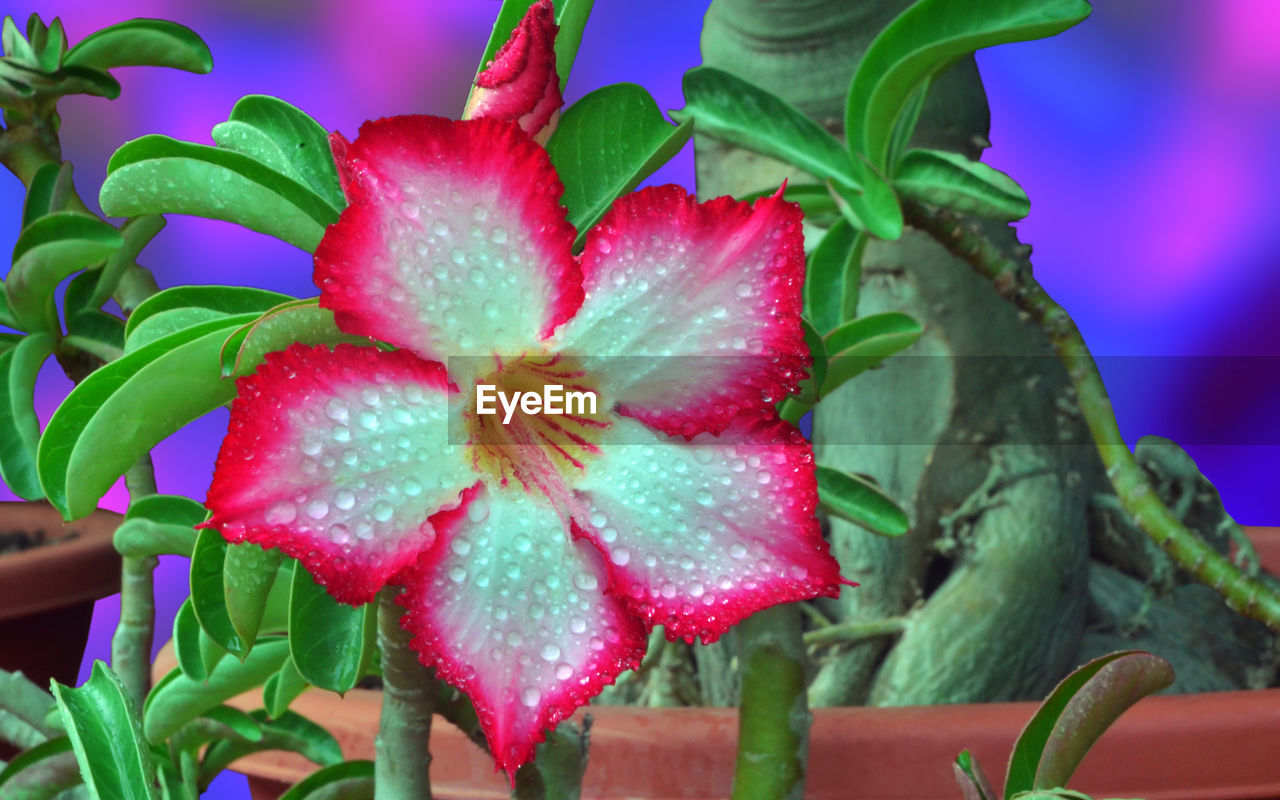 CLOSE-UP OF PINK FLOWERING PLANTS