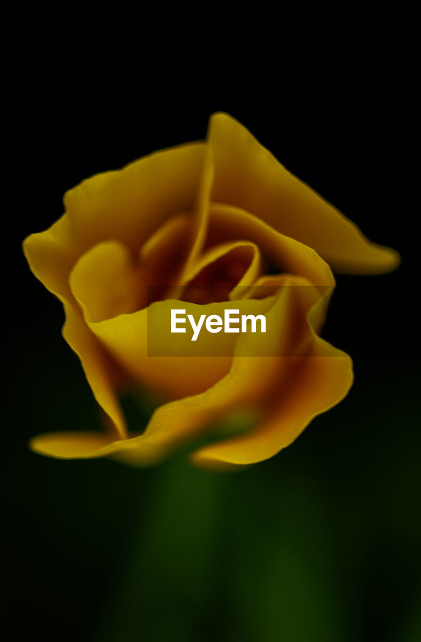 CLOSE-UP OF YELLOW ROSE FLOWER AGAINST BLACK BACKGROUND