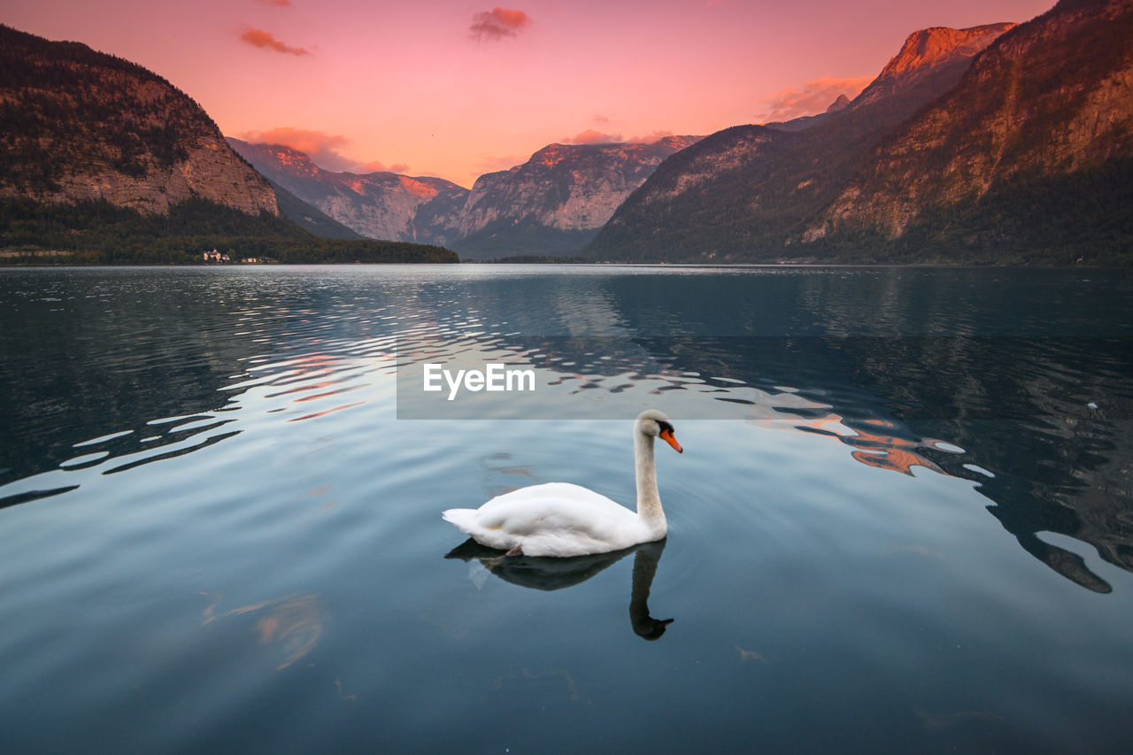 The swan and the sunset