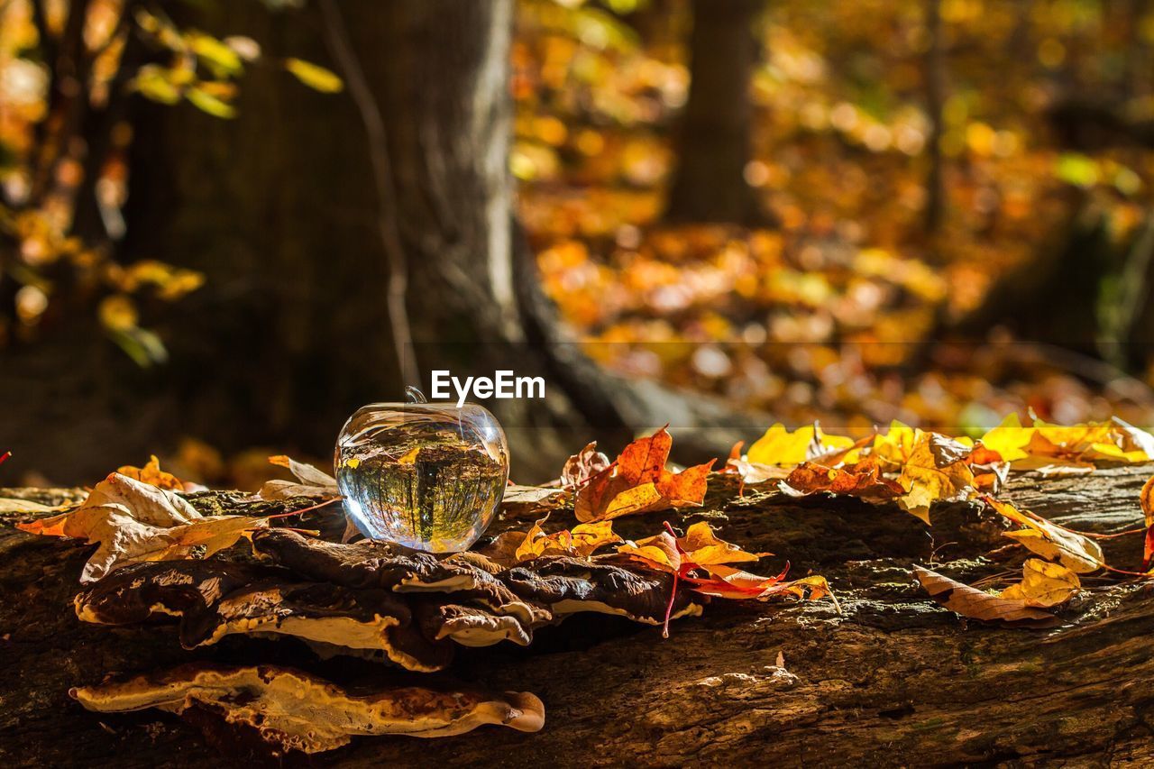 CLOSE-UP OF AUTUMN TREE IN FOREST