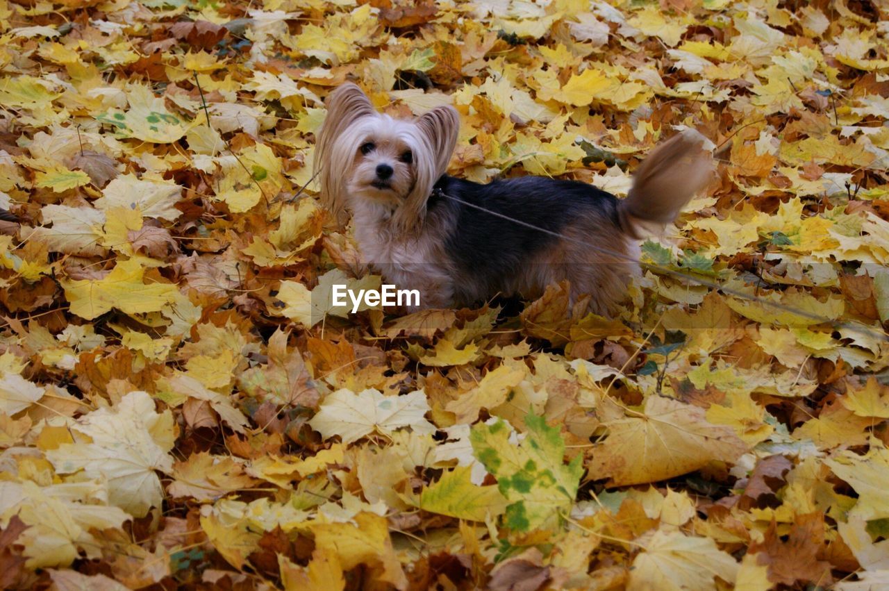 HIGH ANGLE VIEW OF DOG FALLING ON DRY LEAVES