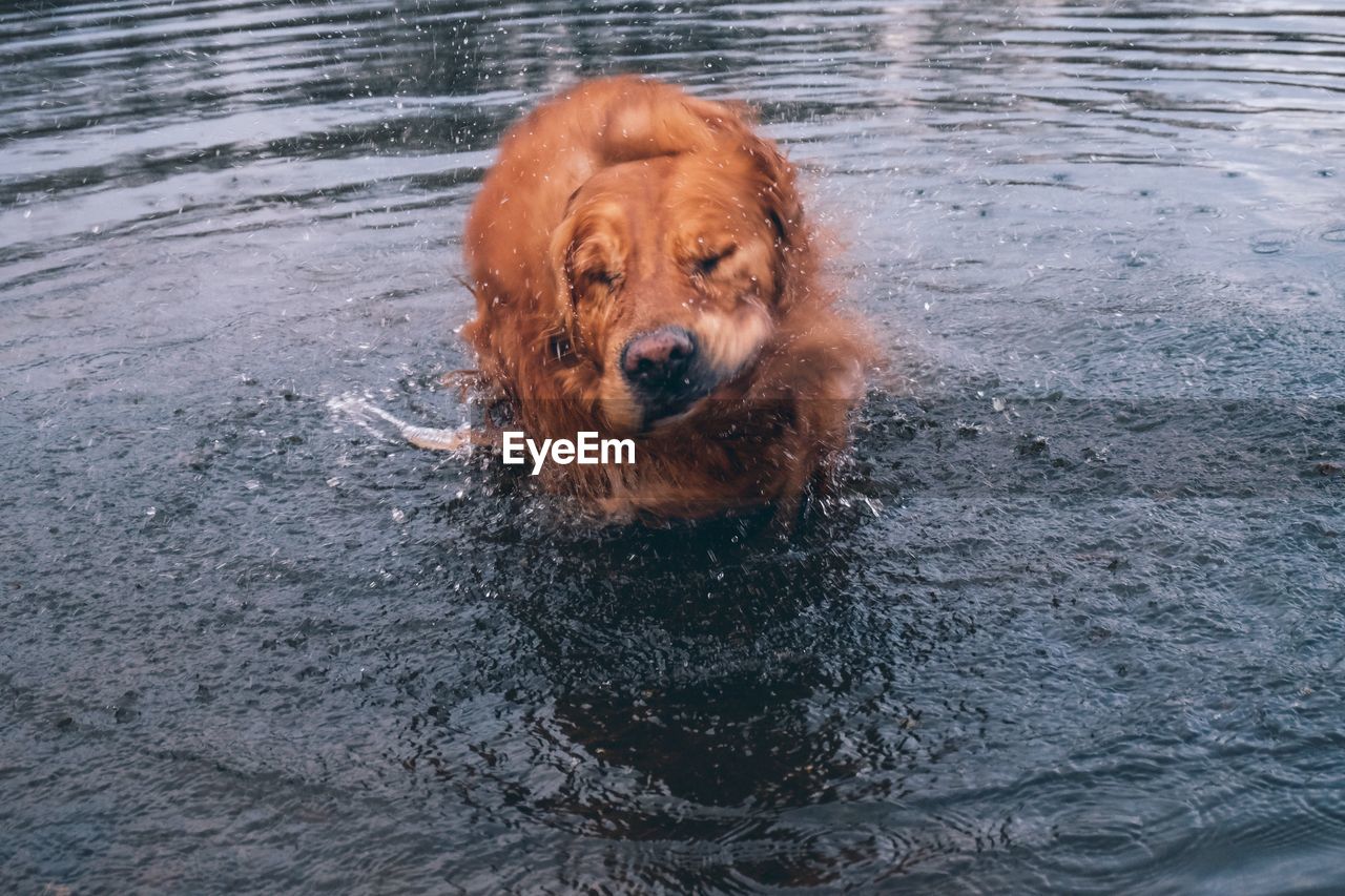 Golden retriever shaking in water