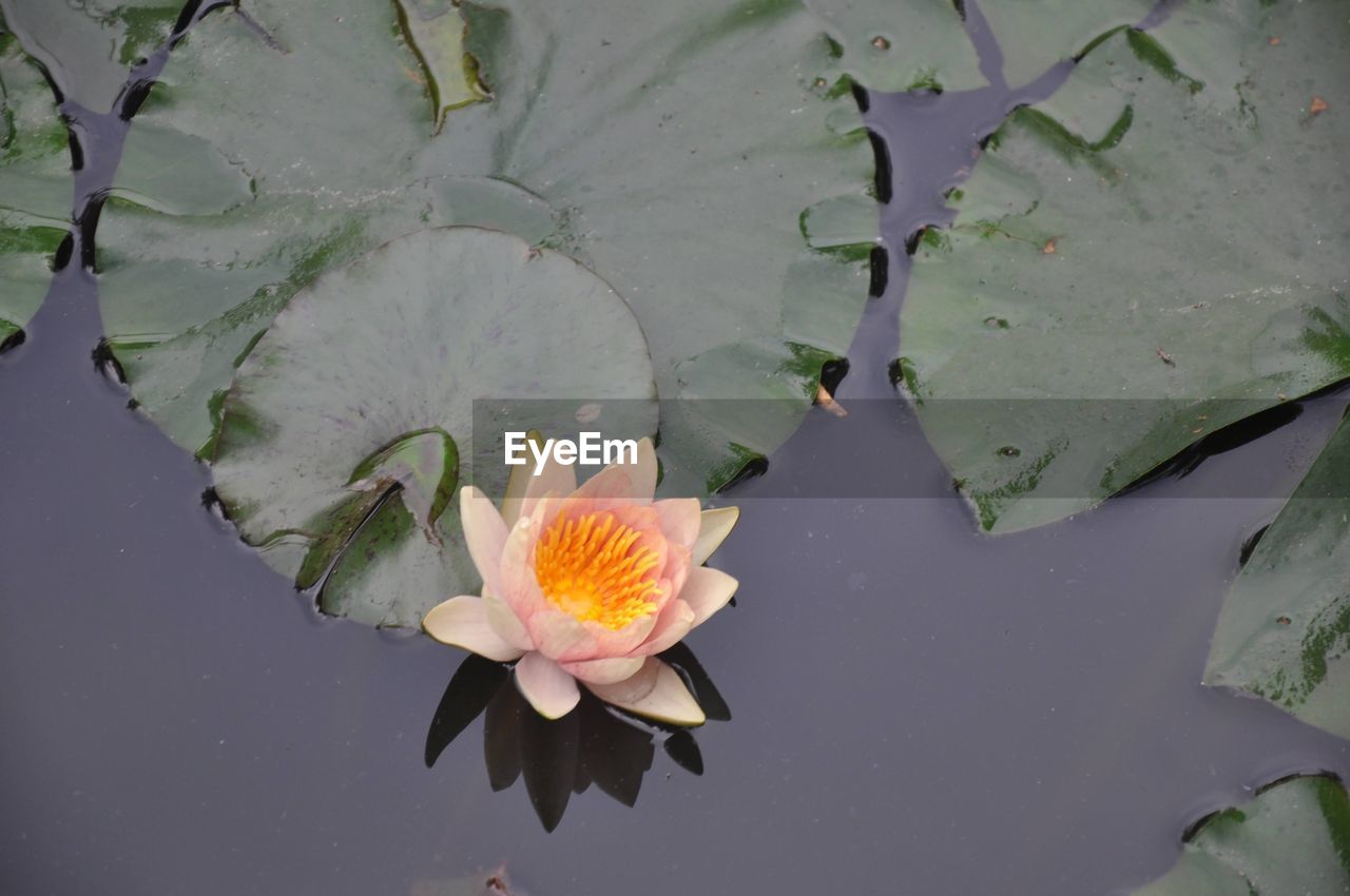 flower, water lily, flowering plant, water, plant, lake, leaf, beauty in nature, plant part, nature, floating on water, lily, freshness, floating, aquatic plant, petal, lotus water lily, flower head, inflorescence, green, fragility, yellow, close-up, no people, growth, pink, outdoors, pollen, reflection, high angle view, springtime, botany, environment, macro photography, tranquility, social issues, blossom