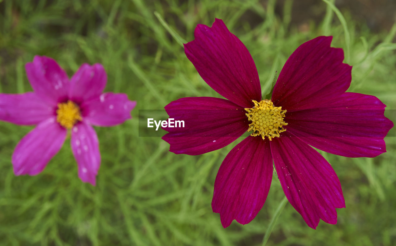 CLOSE-UP OF PINK COSMOS FLOWERS BLOOMING IN PARK