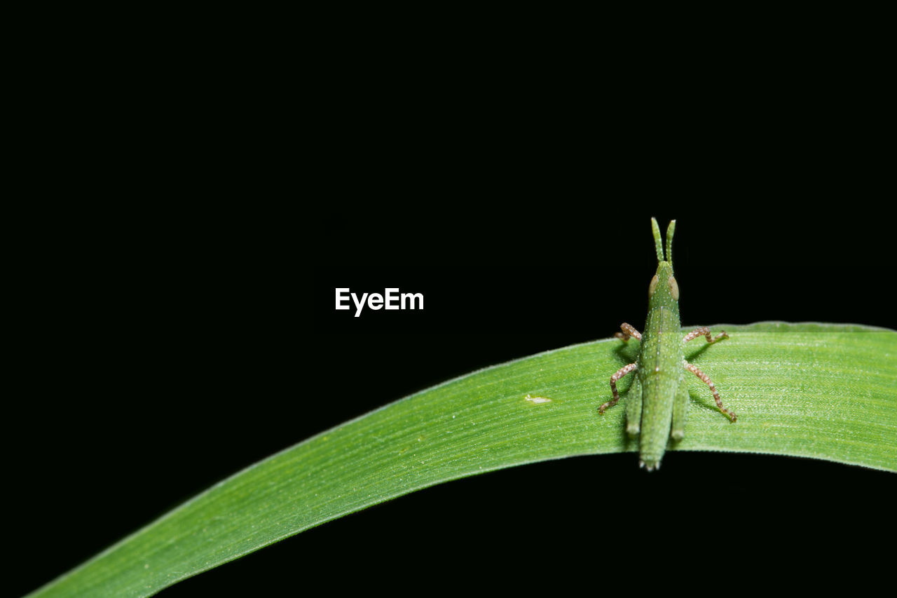Close-up of insect on plant against black background