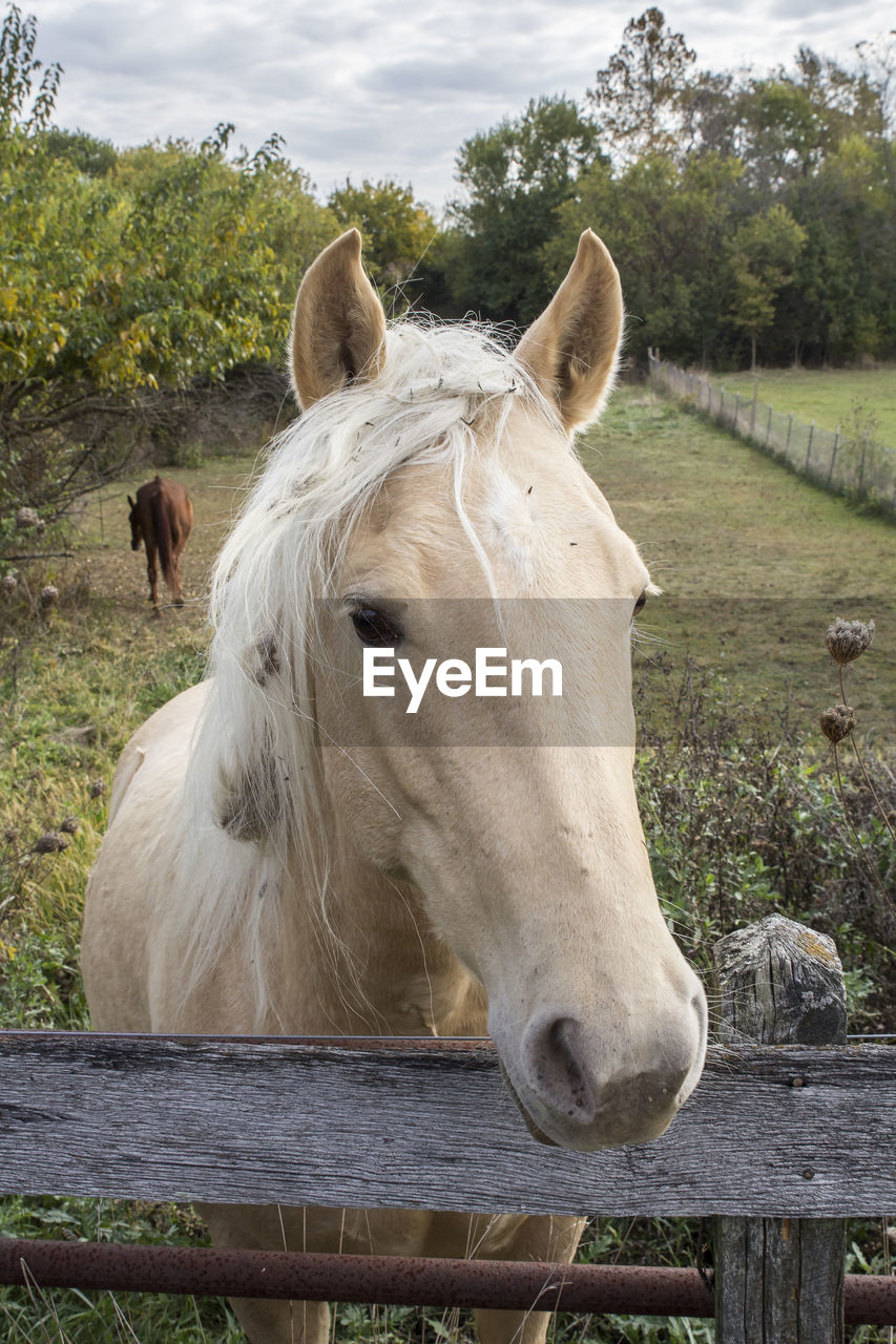 Front view of horse at ranch