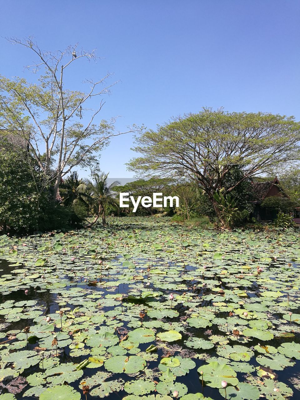 VIEW OF LEAVES FLOATING ON WATER AGAINST CLEAR SKY