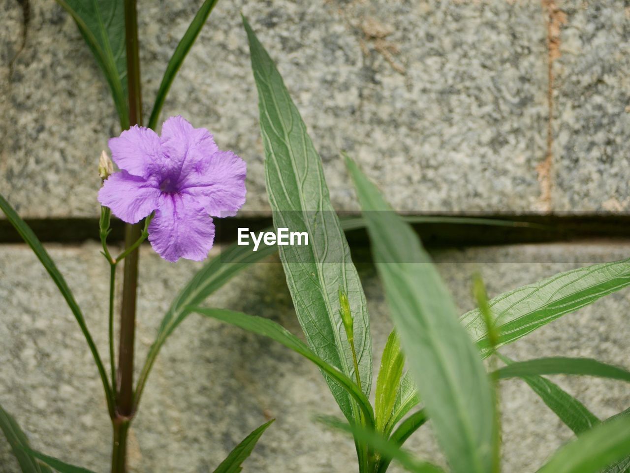 CLOSE-UP OF PURPLE FLOWERING PLANTS