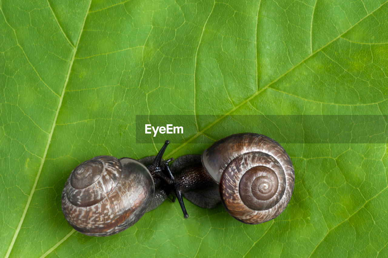 CLOSE-UP OF SNAIL ON PLANT