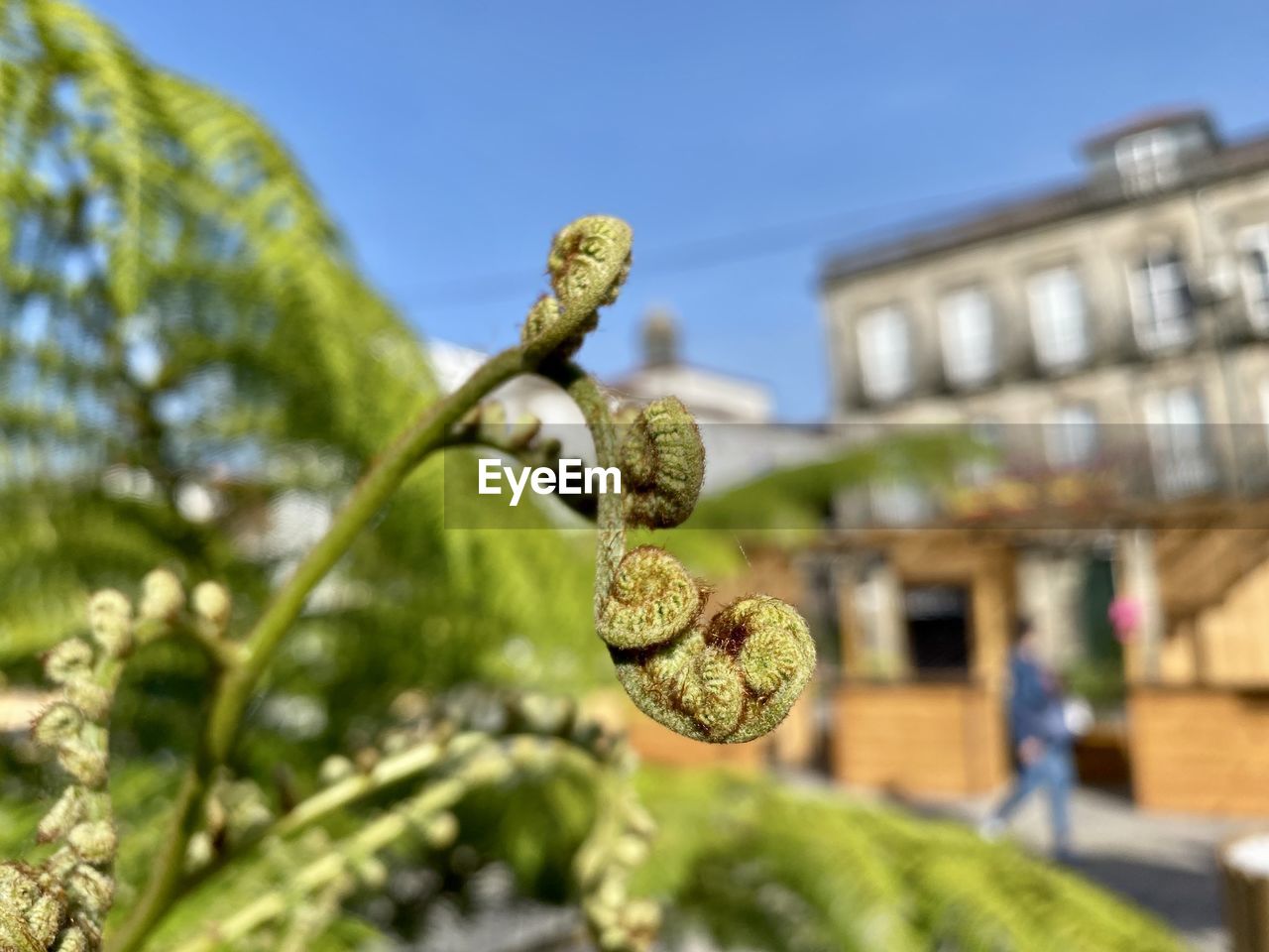 architecture, nature, plant, flower, no people, built structure, day, focus on foreground, sky, building exterior, tree, outdoors, close-up, travel destinations, representation, animal representation, selective focus, sculpture